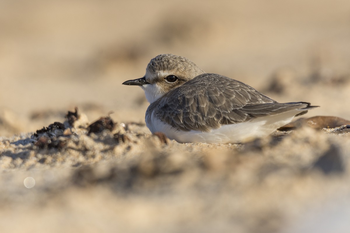 Kentish Plover - ML613219318