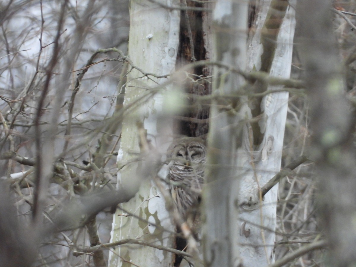 Barred Owl - ML613219320
