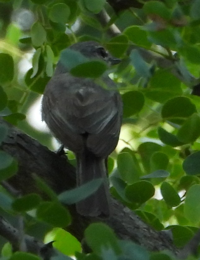 Ashy Flycatcher - Timothy Whitehead