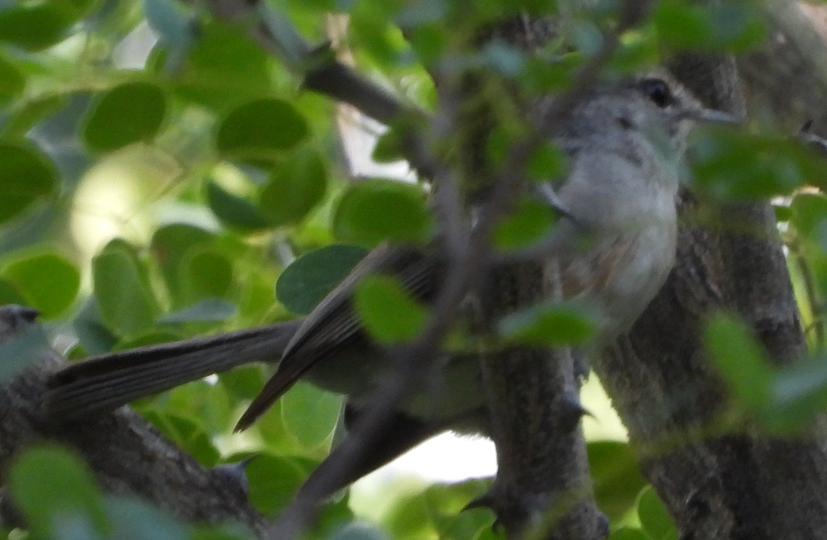 Ashy Flycatcher - ML613219362