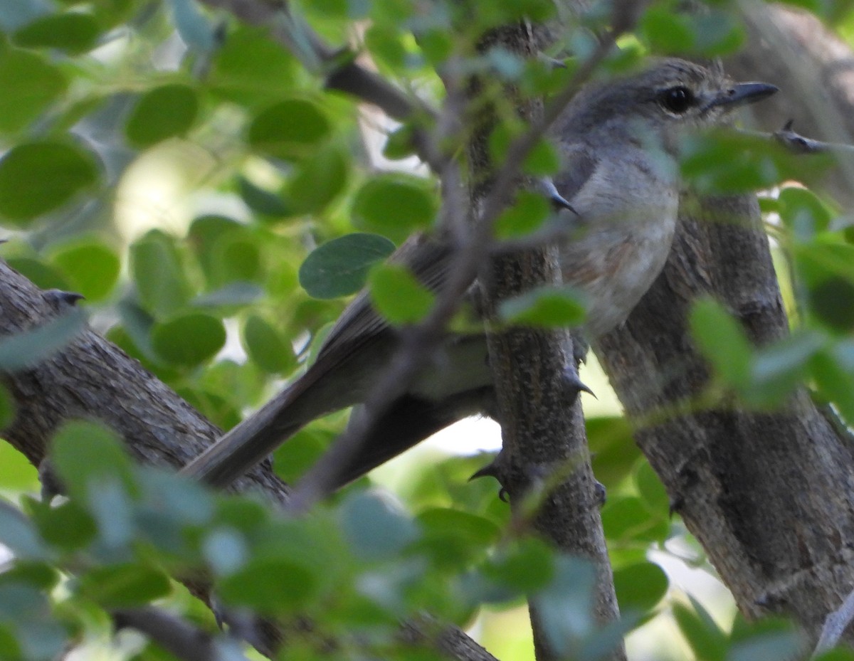 Ashy Flycatcher - ML613219363