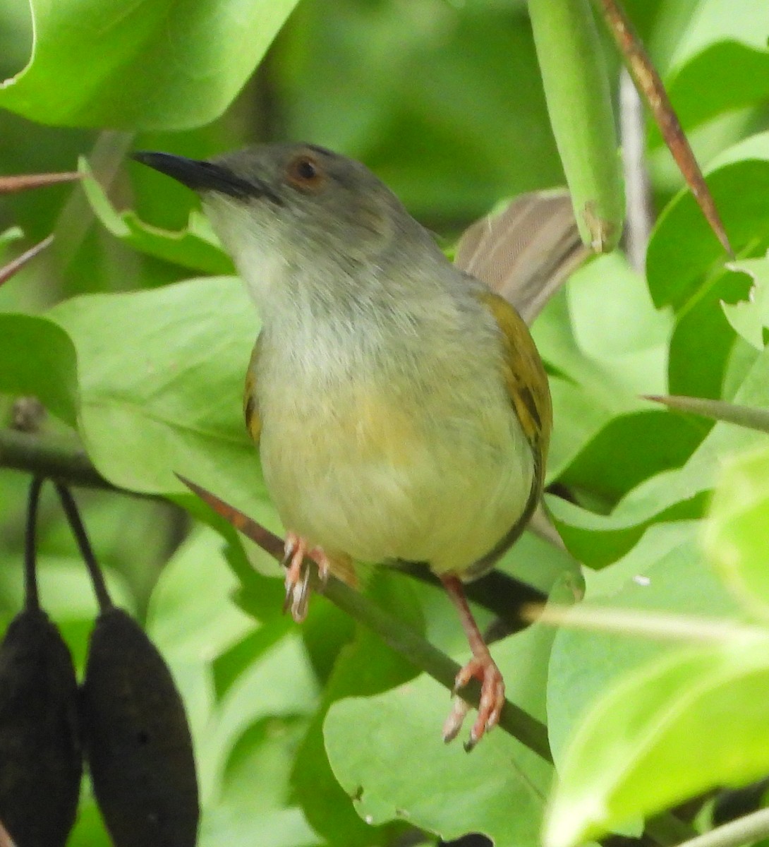 Green-backed Camaroptera - ML613219385