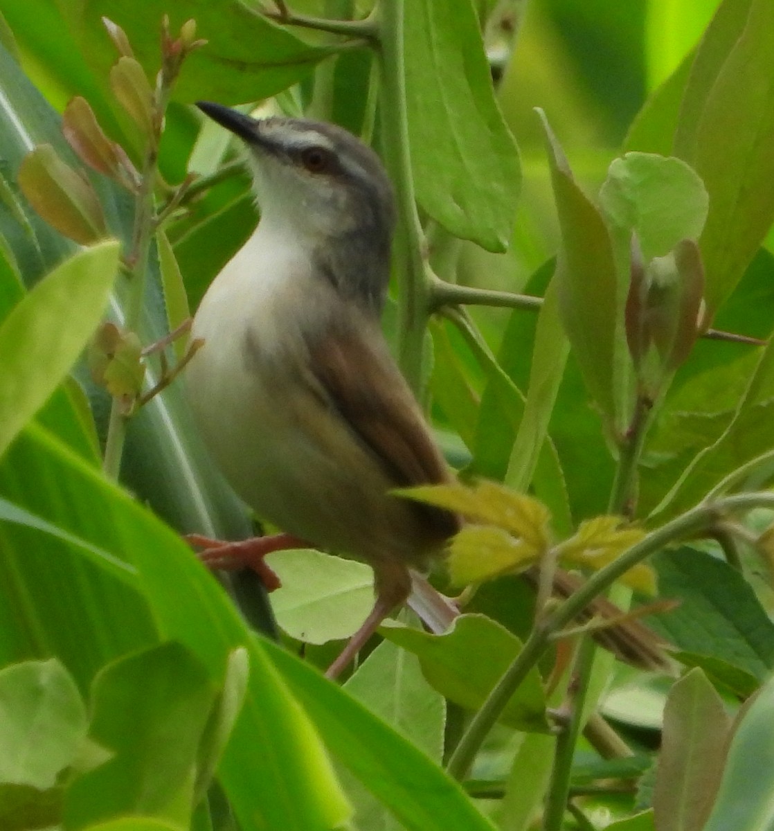 Prinia Modesta - ML613219394