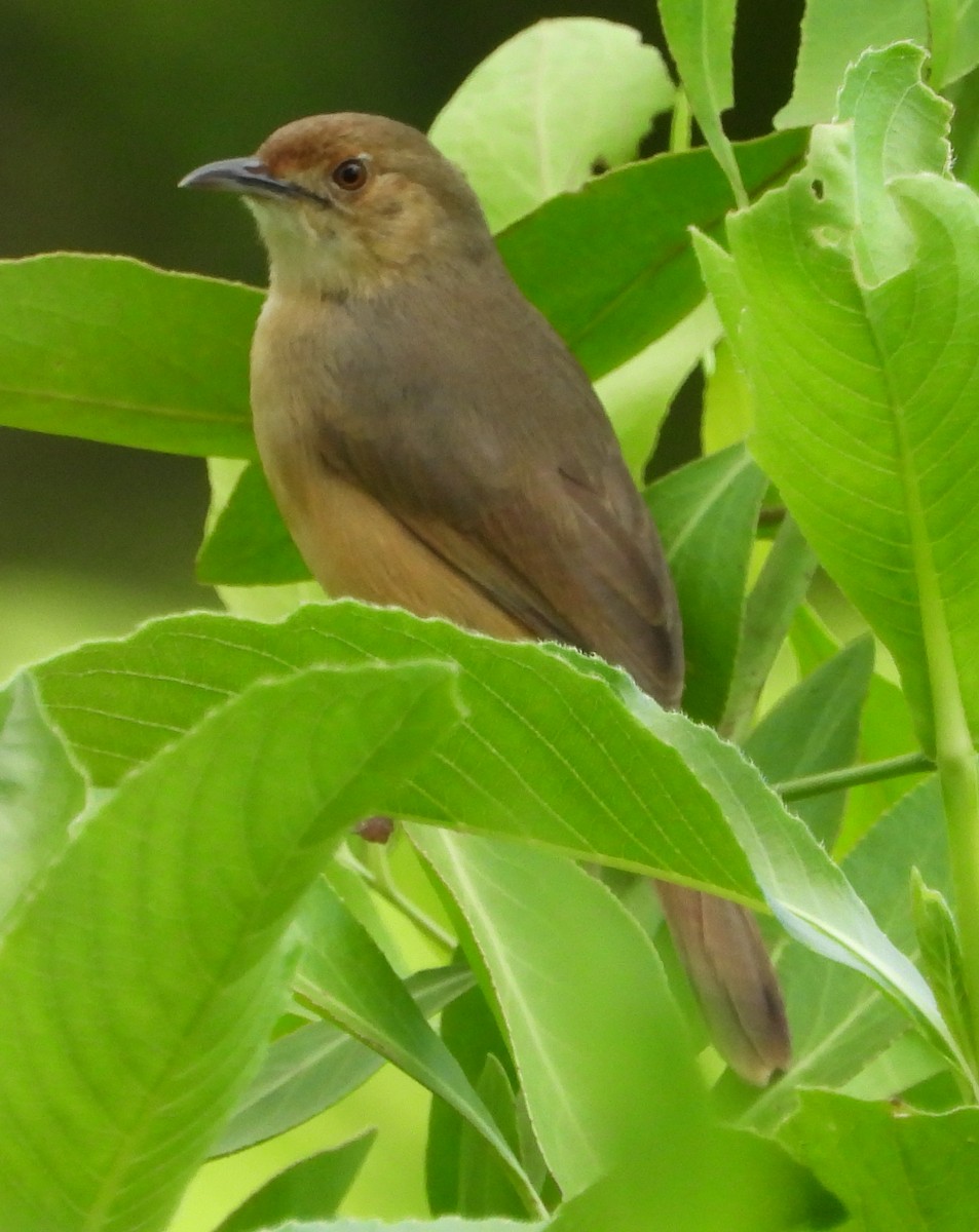 Red-faced Cisticola - ML613219403