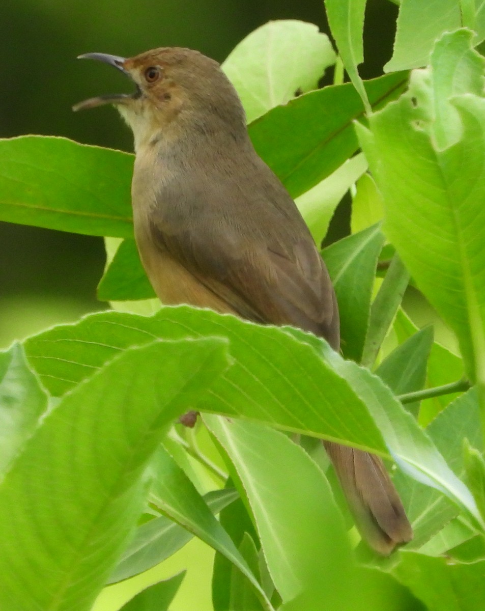 Red-faced Cisticola - ML613219404