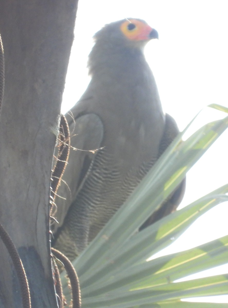 African Harrier-Hawk - ML613219414