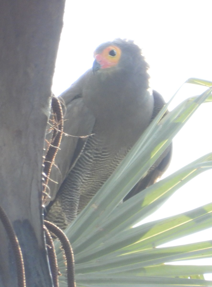 African Harrier-Hawk - ML613219417