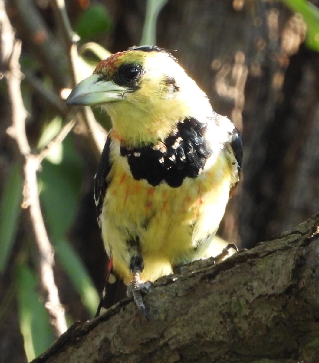 Tepeli Barbet - ML613219435