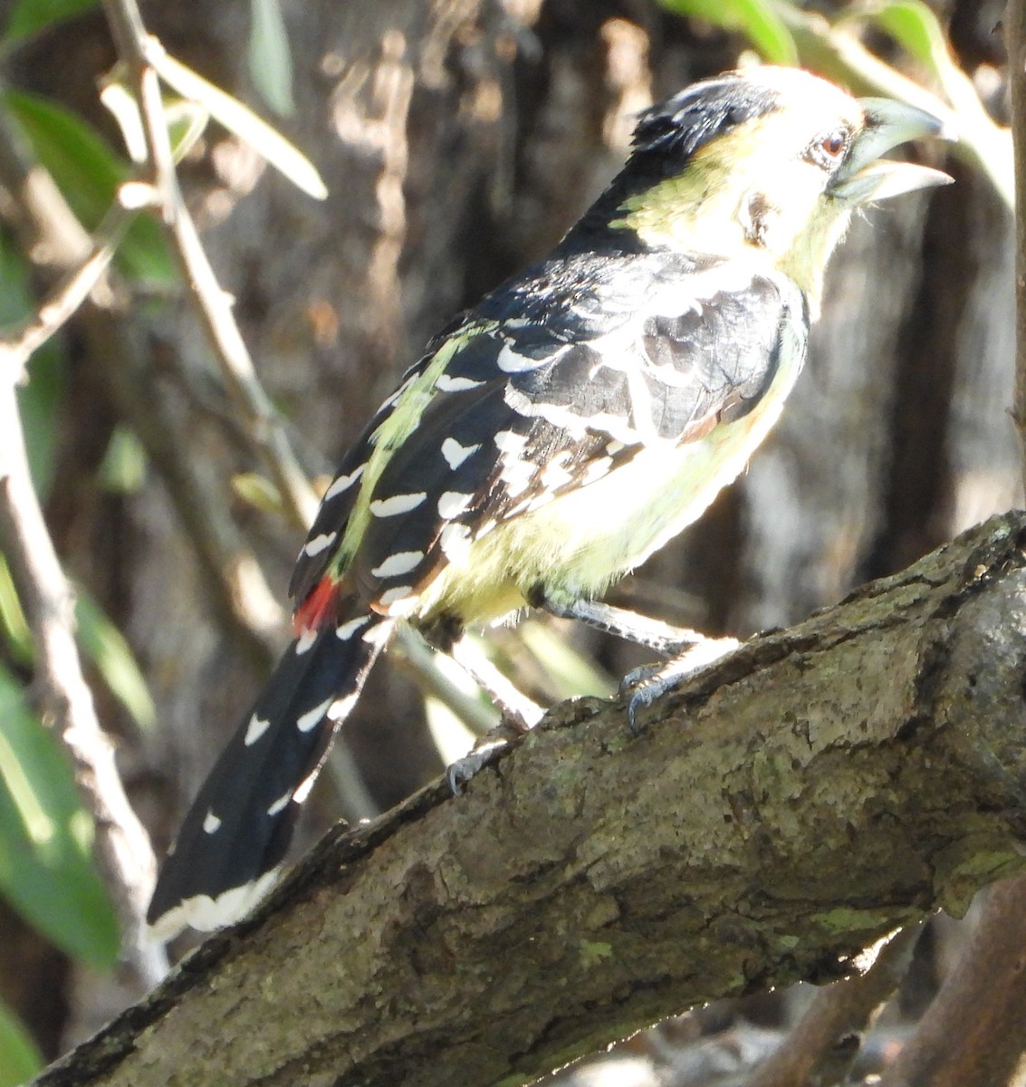 Crested Barbet - ML613219436