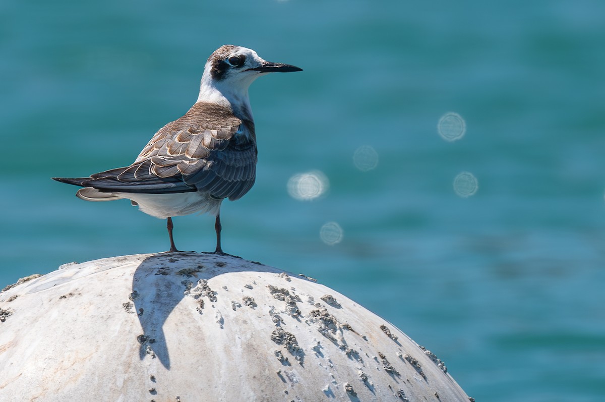 Black Tern - ML613219452