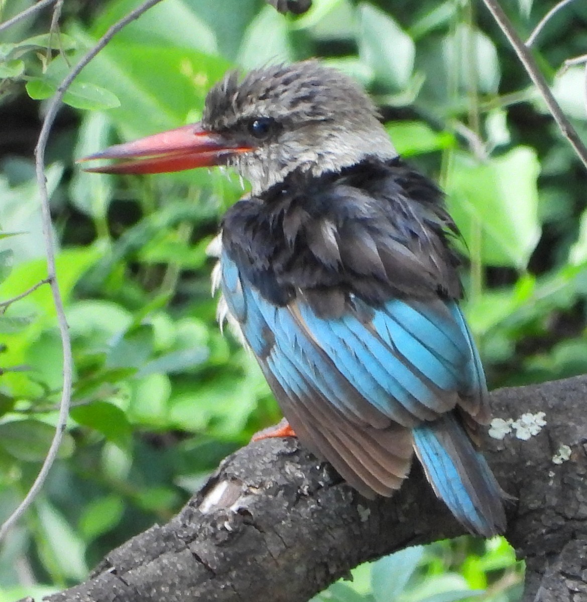 Brown-hooded Kingfisher - ML613219455