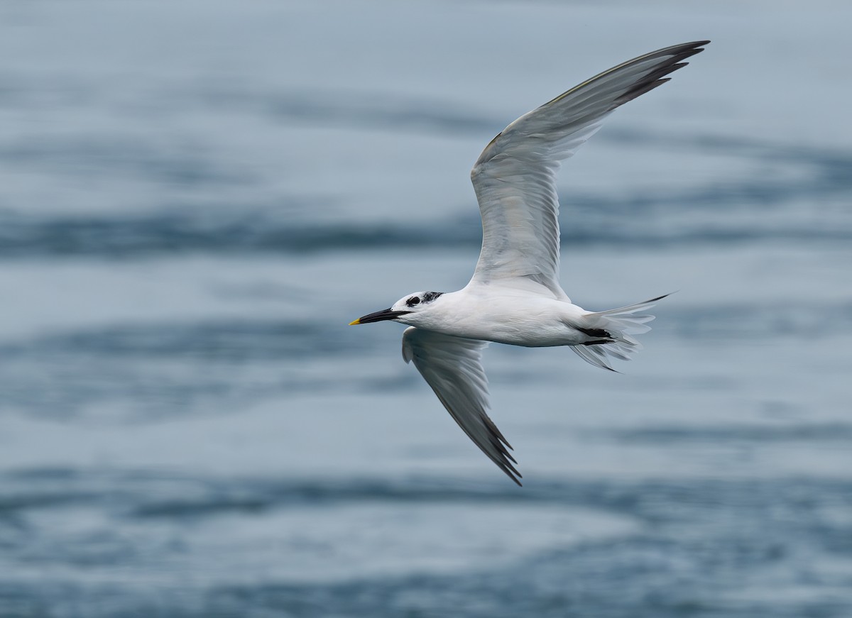 Sandwich Tern - ML613219461