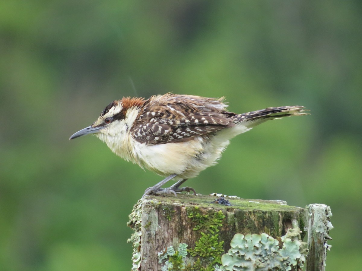 Rufous-naped Wren - ML61321951