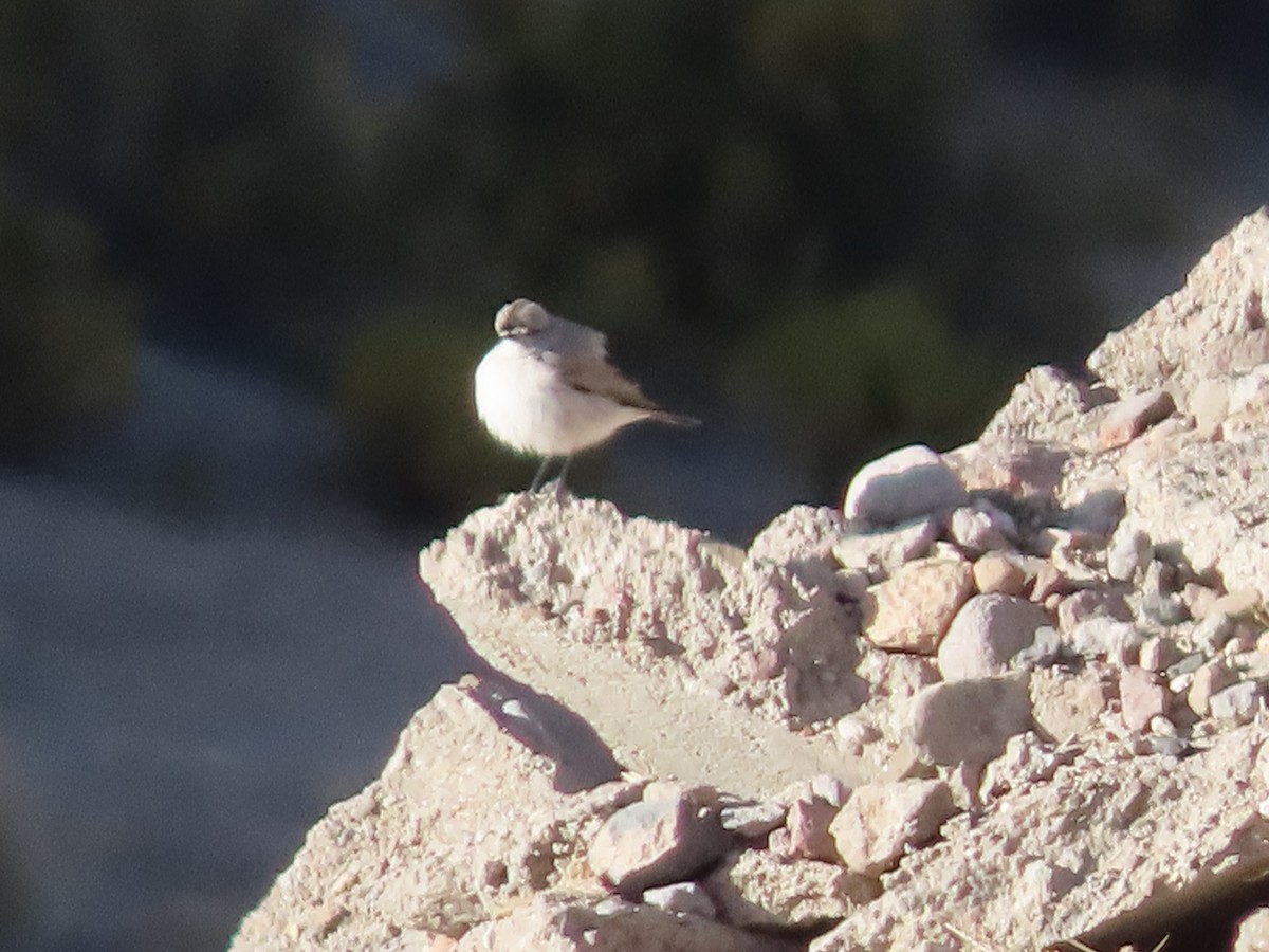 Black-fronted Ground-Tyrant - ML613219510