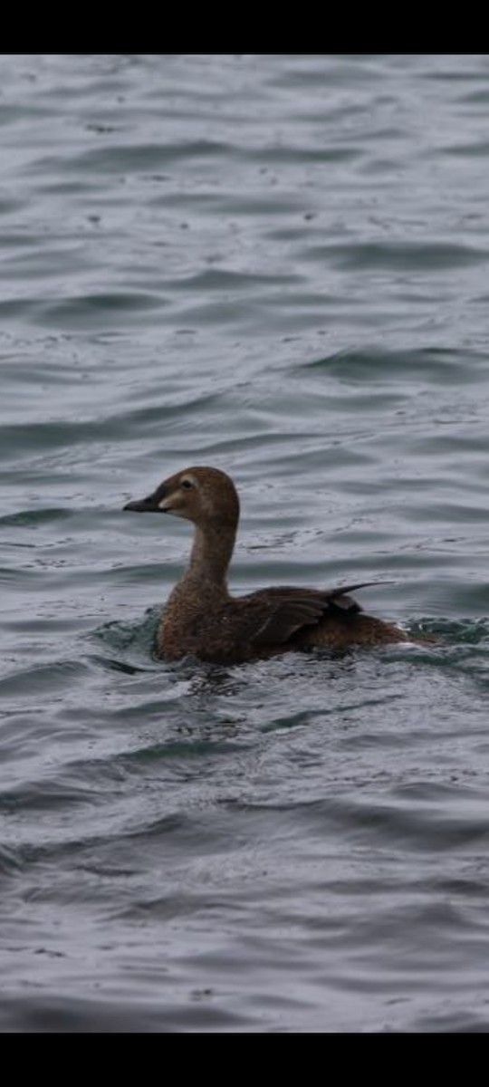 King Eider - ML613219544