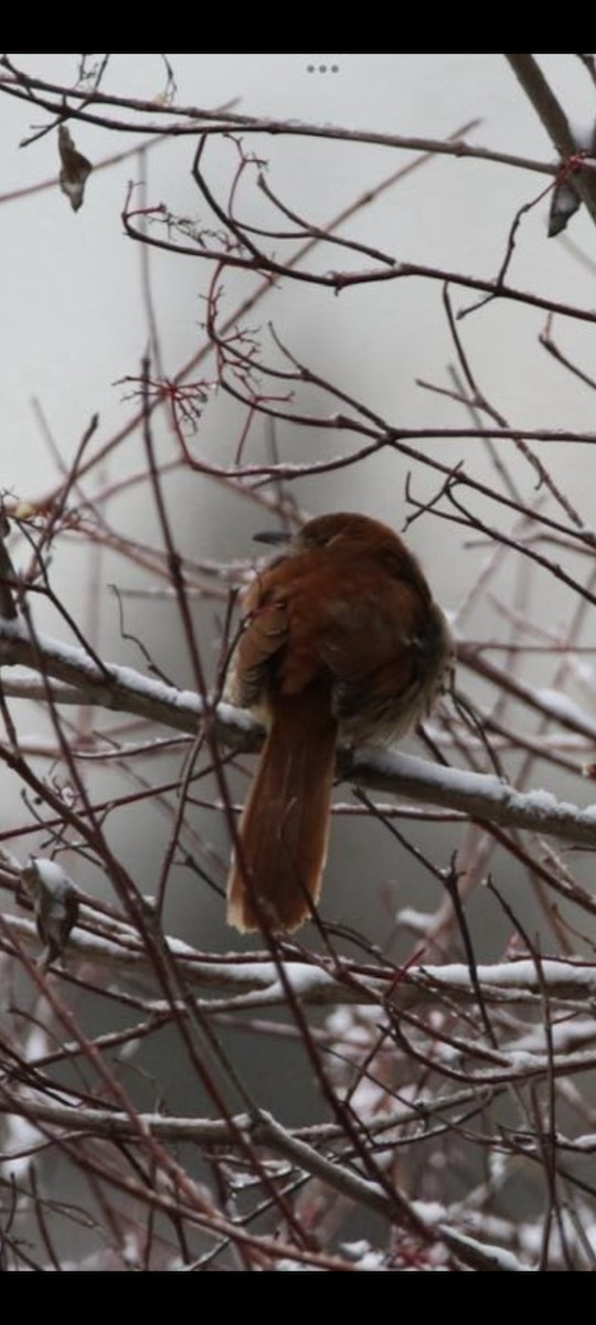 Brown Thrasher - ML613219599