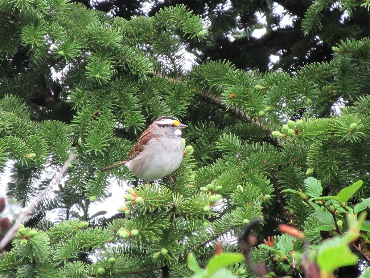 White-throated Sparrow - Gérard Cyr