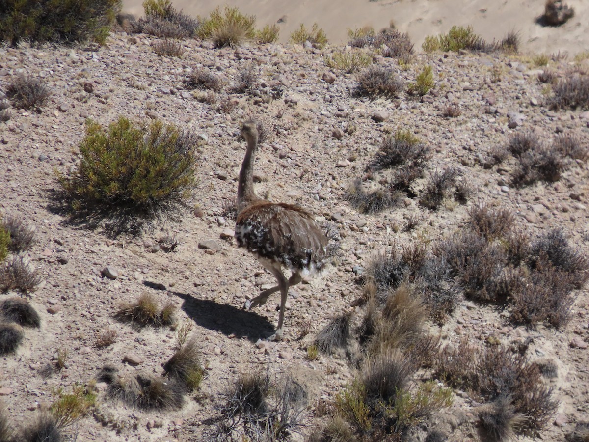 Lesser Rhea - ML613219725