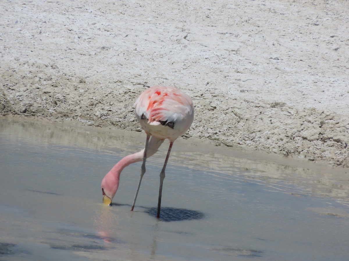 Puna Flamingosu - ML613219798