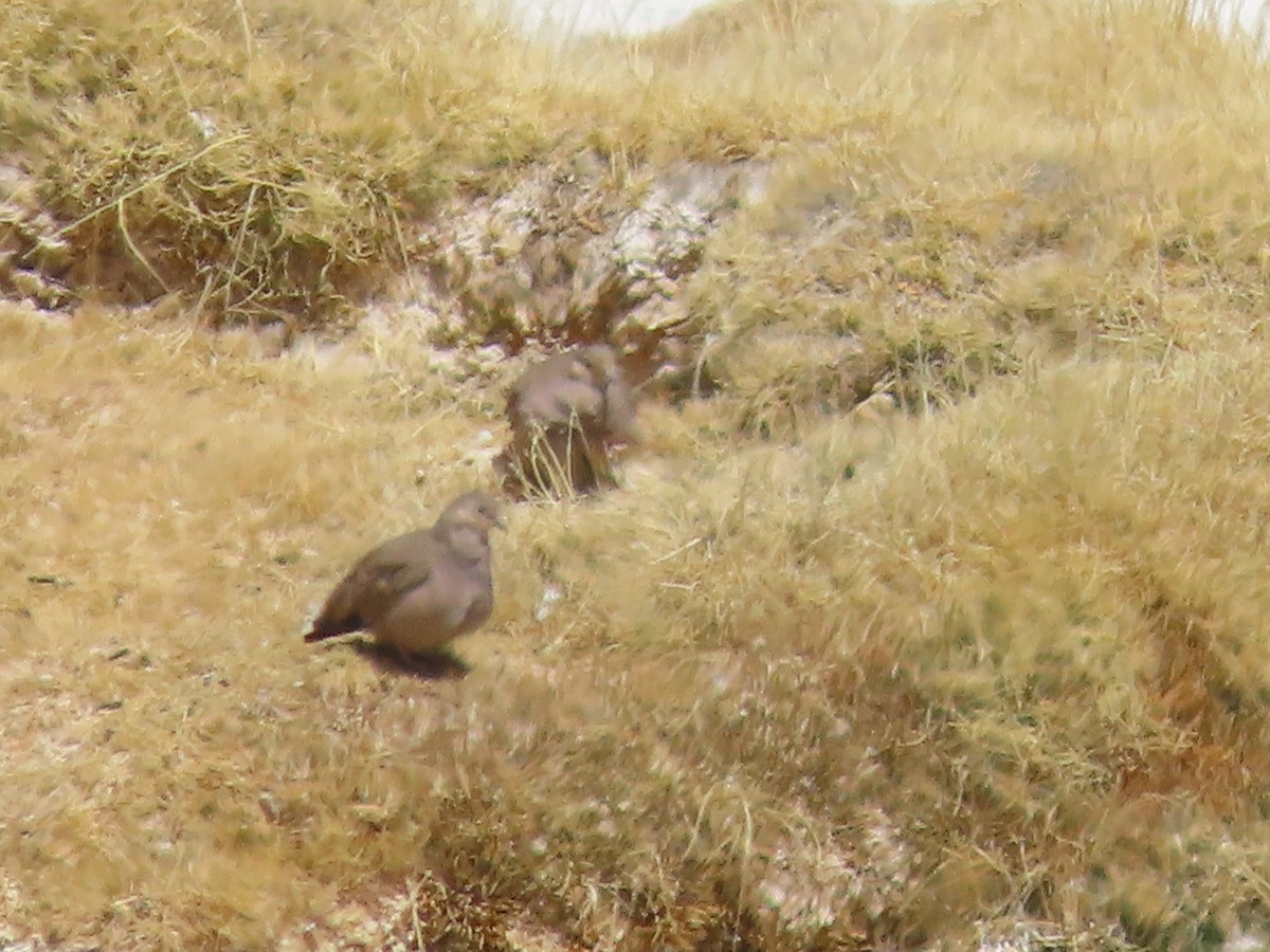 Golden-spotted Ground Dove - ML613219825