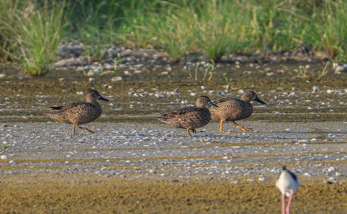 Blue-winged Teal - ML613219931