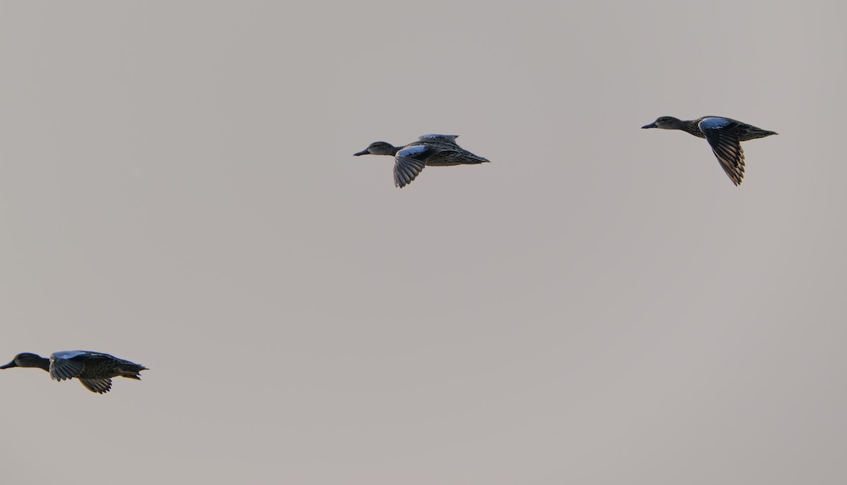 Mavi Kanatlı Ördek - ML613219932