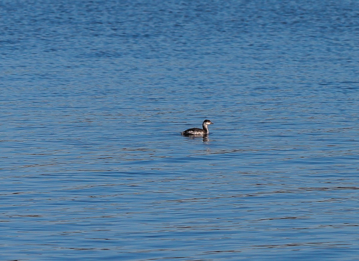 Horned Grebe - ML613219937