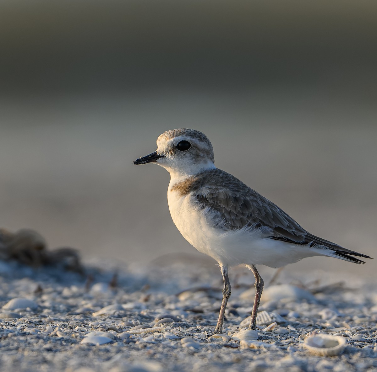 Snowy Plover - ML613219938