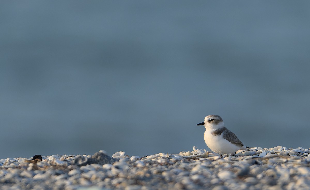 Snowy Plover - ML613219941