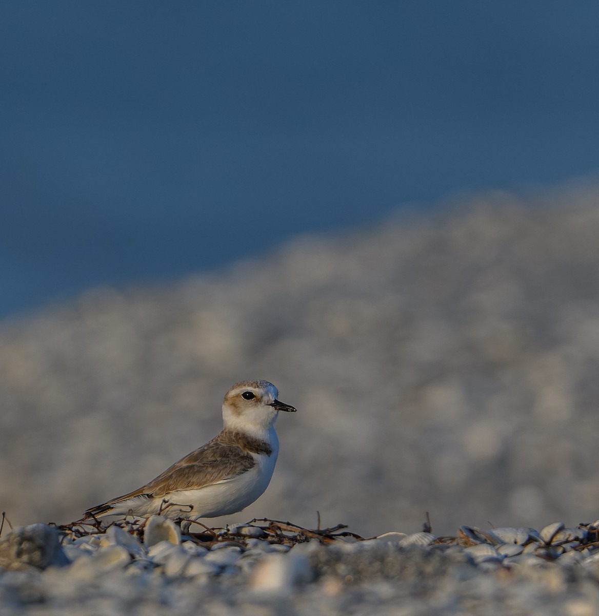 Snowy Plover - ML613219960