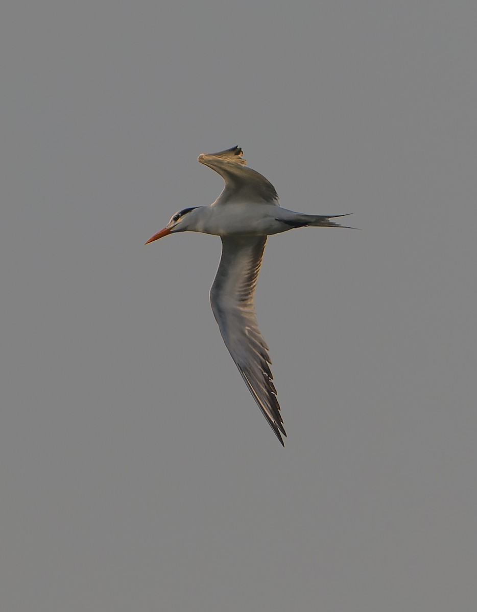 Royal Tern - ML613219968