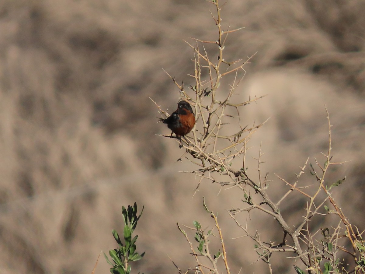 Black-throated Flowerpiercer - ML613219979