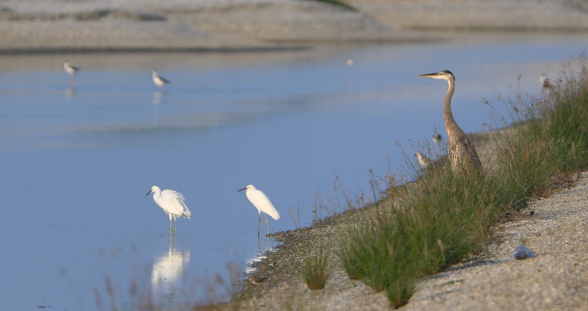 Great Blue Heron - ML613219985