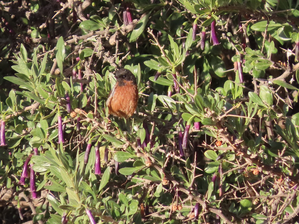 Black-throated Flowerpiercer - ML613219986