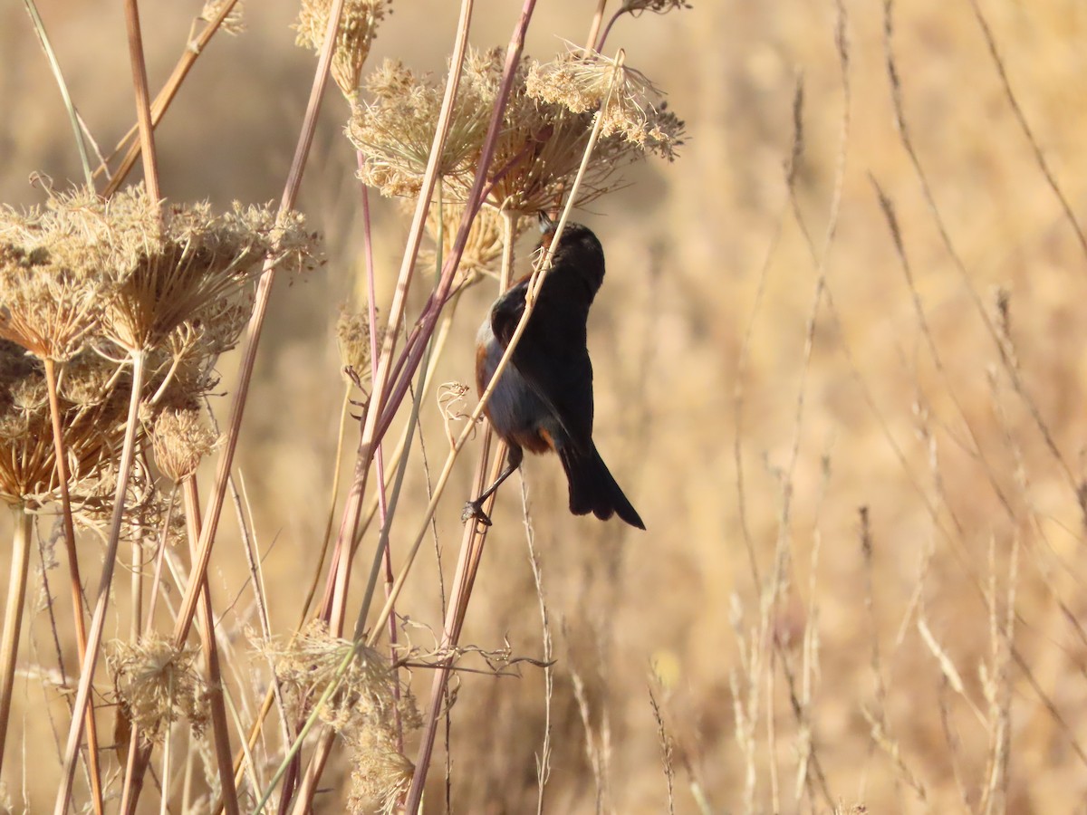 Black-throated Flowerpiercer - ML613219988