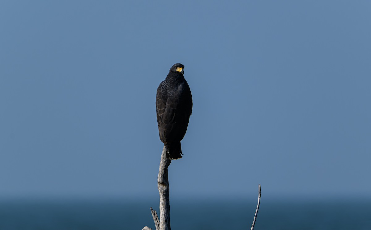 Krabbenbussard - ML613219992