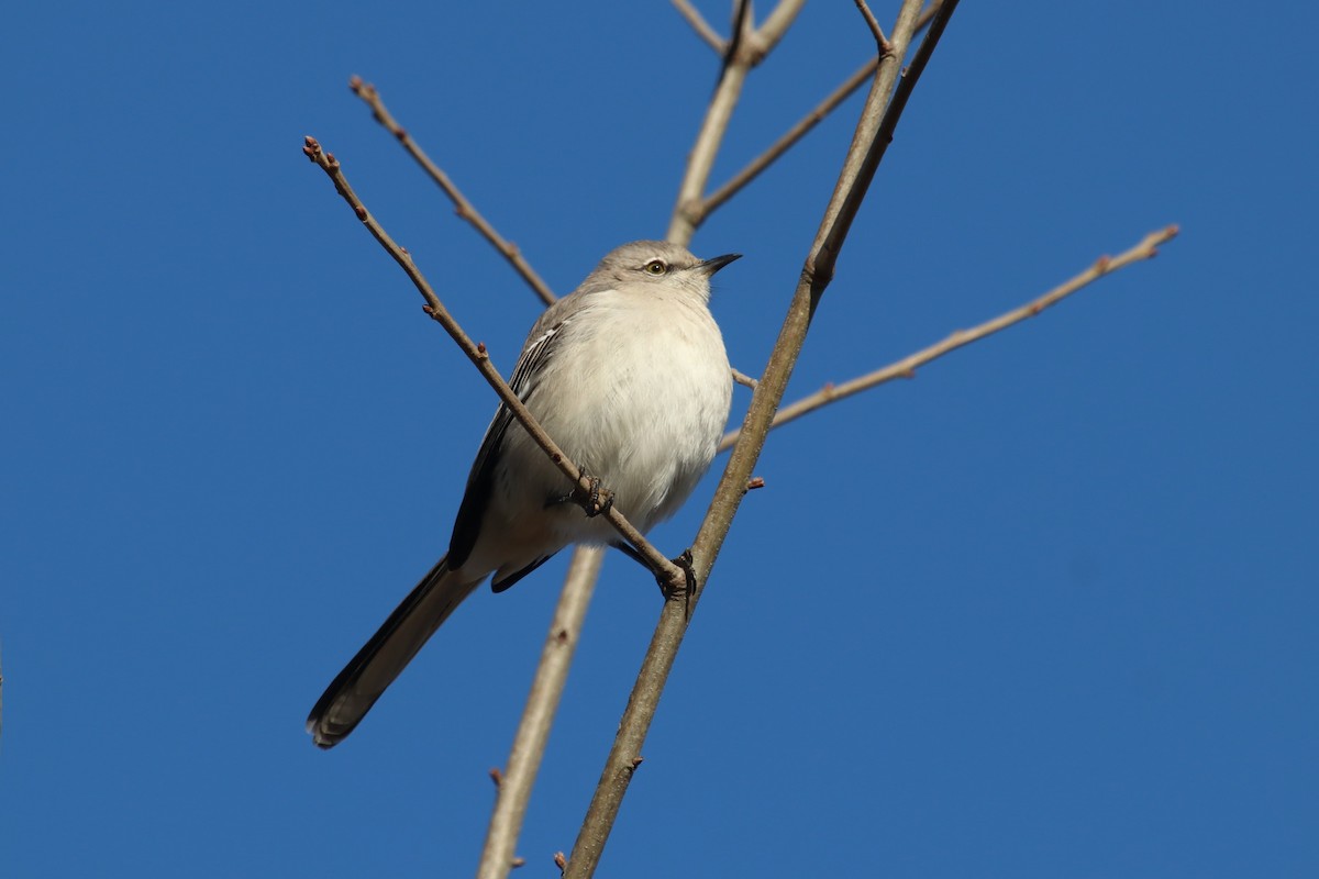 Northern Mockingbird - ML613220008