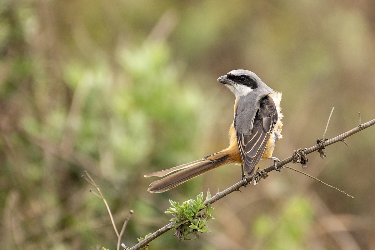 Gray-backed Shrike - ML613220020