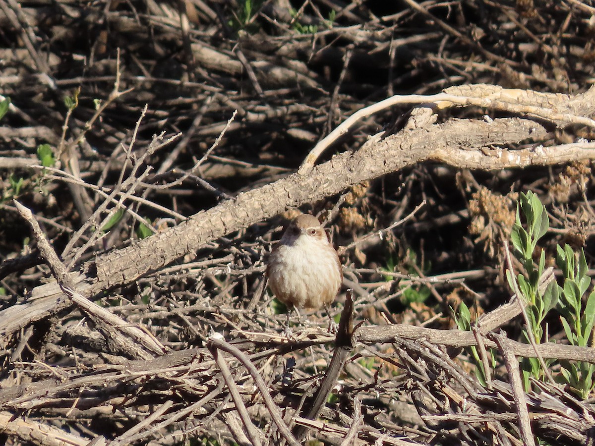 Straight-billed Earthcreeper - Nelson Contardo