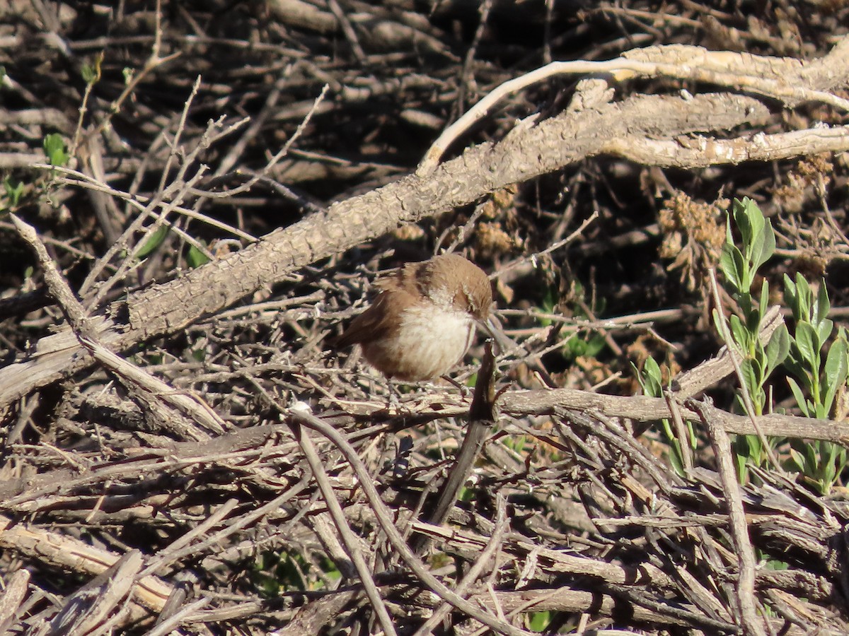 Straight-billed Earthcreeper - ML613220031