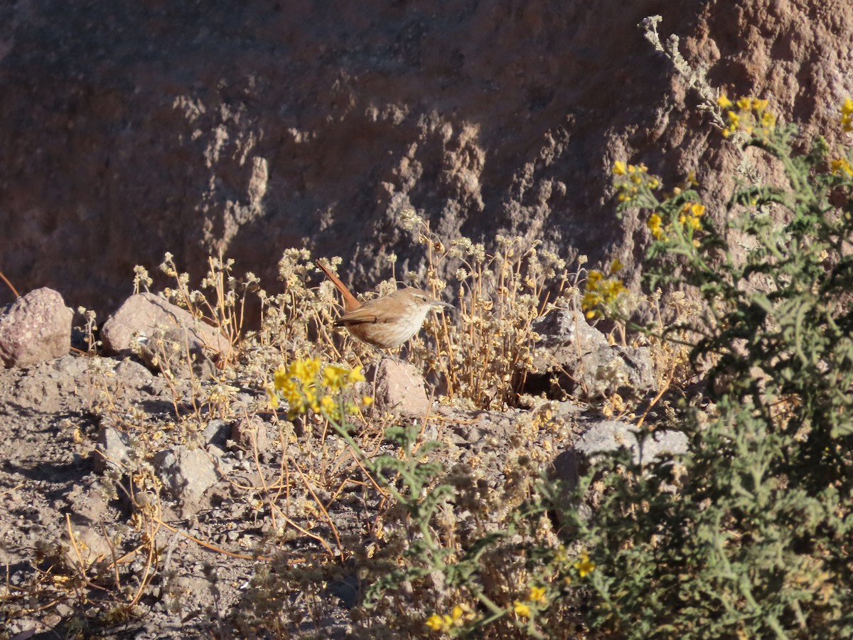 Straight-billed Earthcreeper - ML613220032