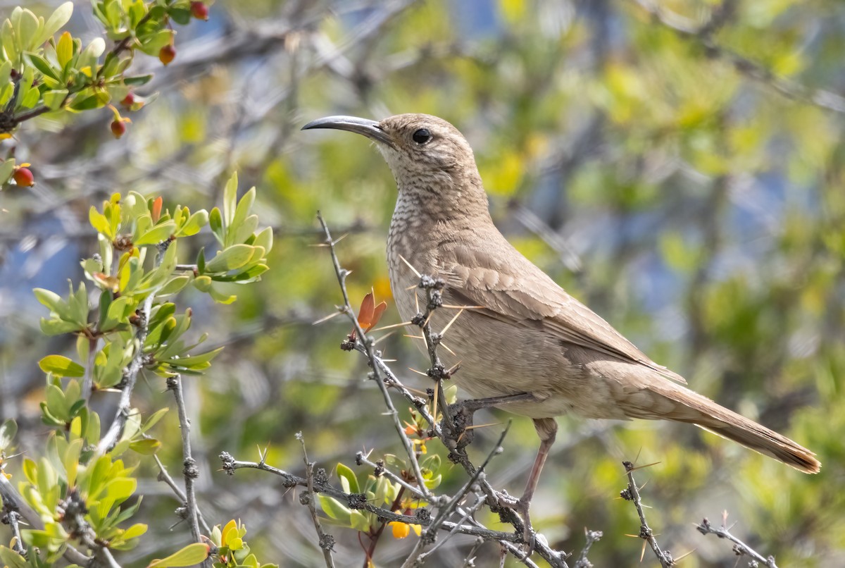 Scale-throated Earthcreeper - Chris Jones