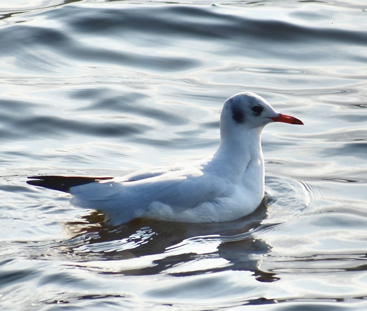 Black-headed Gull - ML613220087