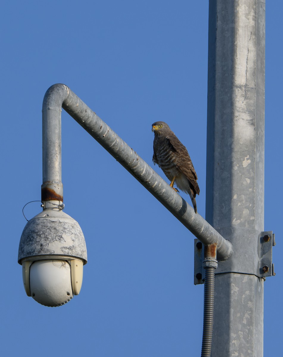 Roadside Hawk - ML613220088