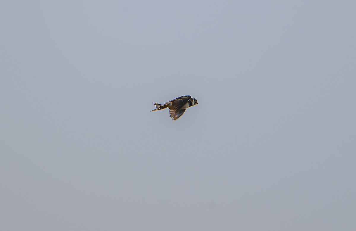 Lapland Longspur - ML613220110