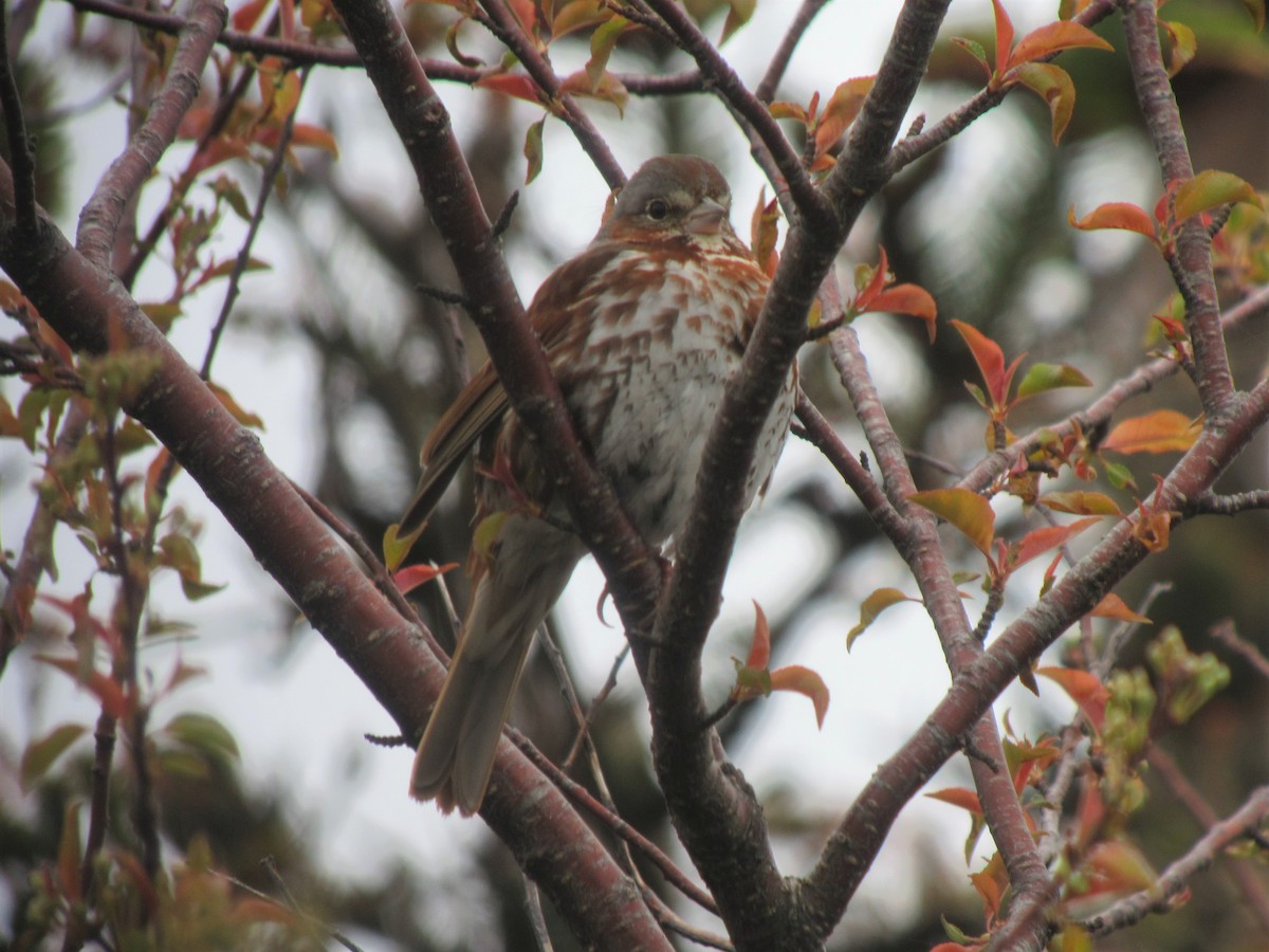 Fox Sparrow - ML613220115