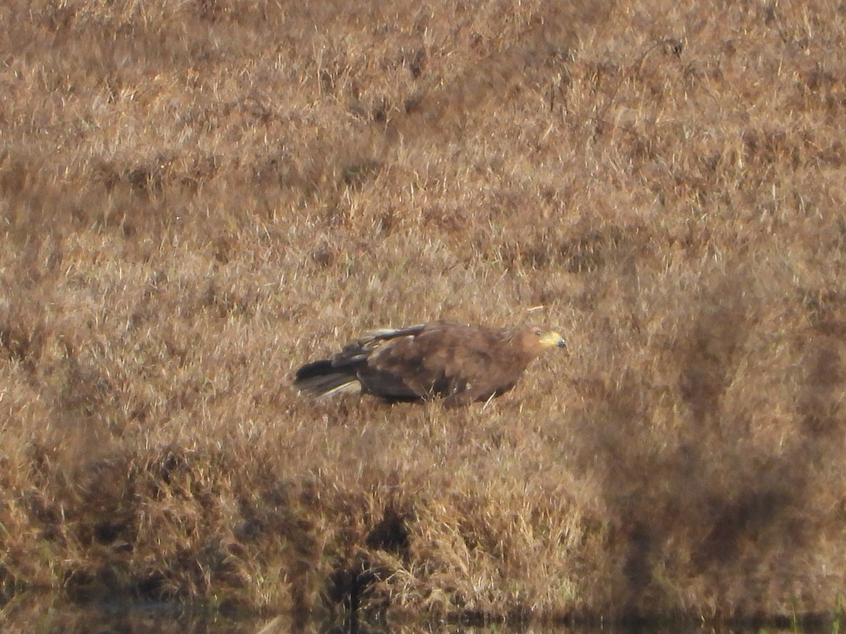 Greater Spotted Eagle - Jose Manuel Reyes Paez