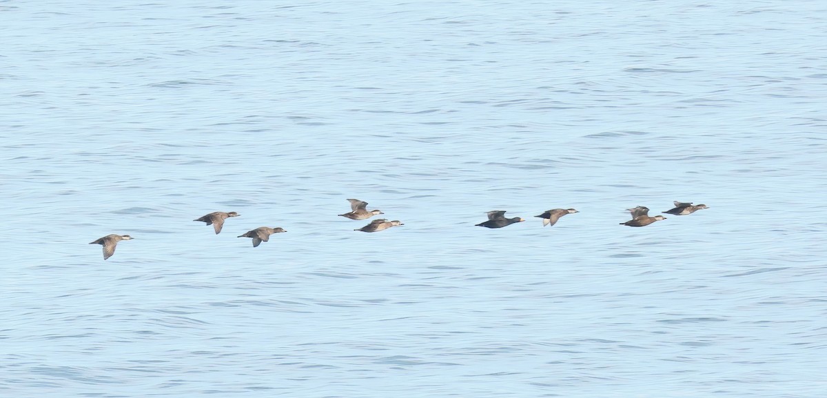 Black Scoter - Thomas Smith