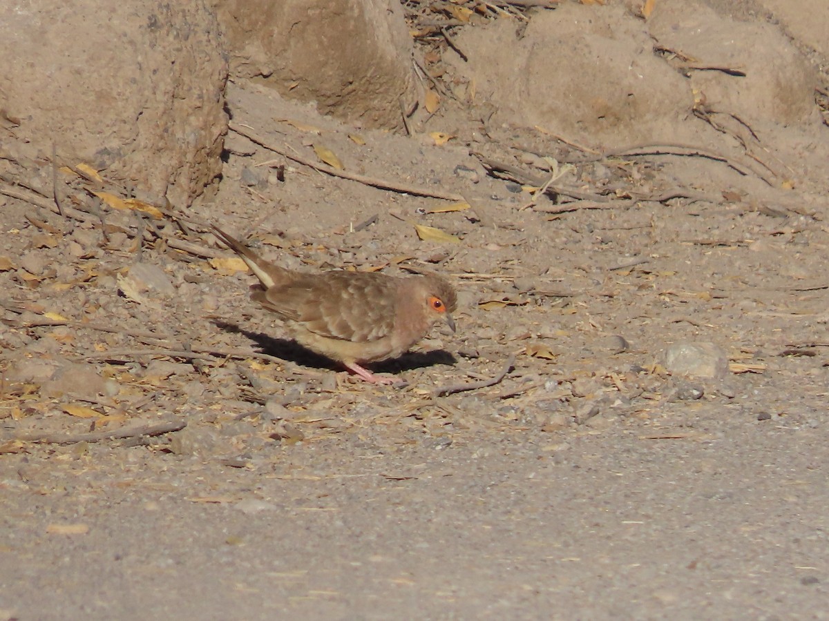 Bare-faced Ground Dove - ML613220255