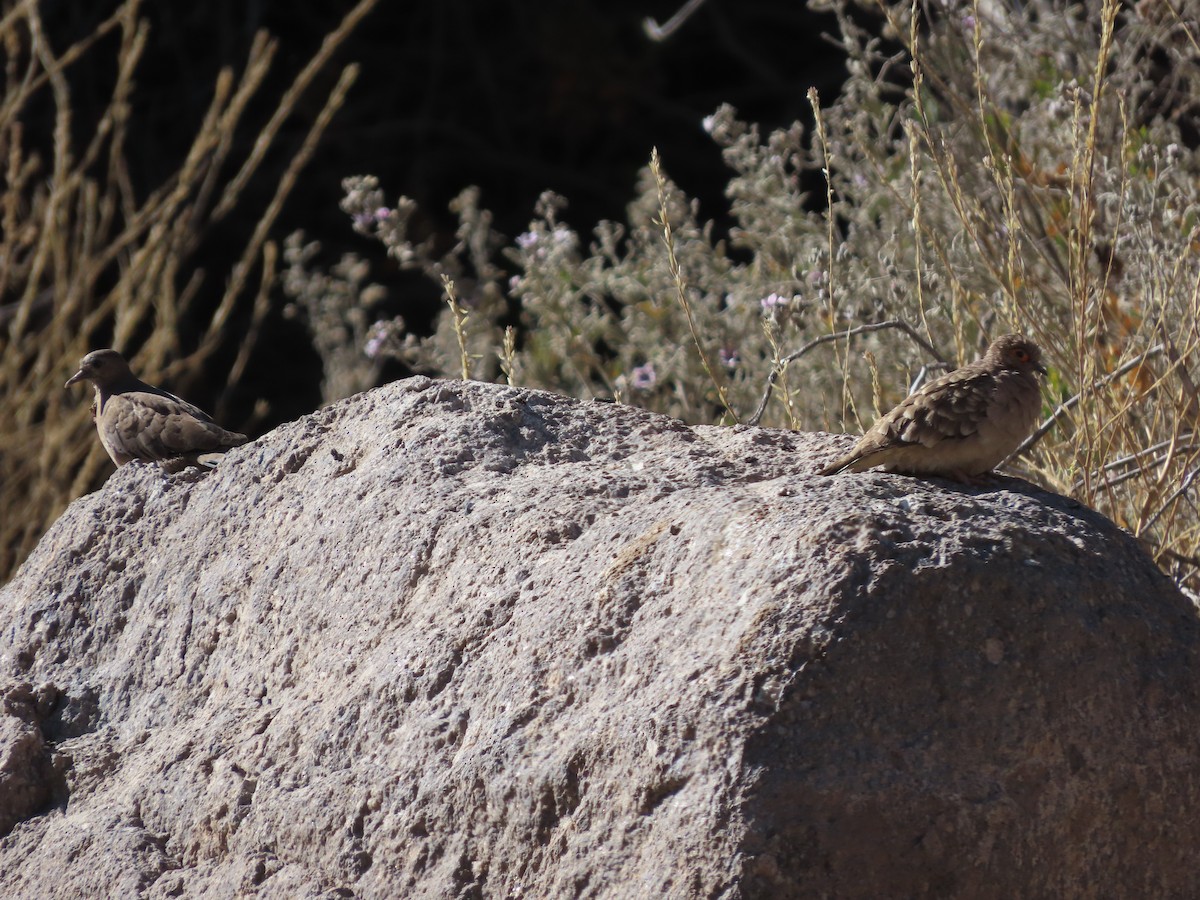 Bare-faced Ground Dove - ML613220313